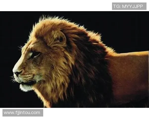 狮子图案足球明星的辉煌历程与传奇故事探索